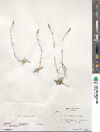 Dianthus integer subsp. minutiflorus image