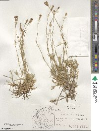 Dianthus integer subsp. minutiflorus image