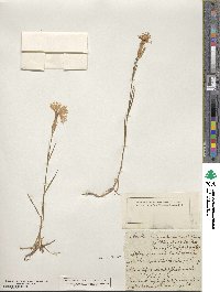 Image of Dianthus hyssopifolius