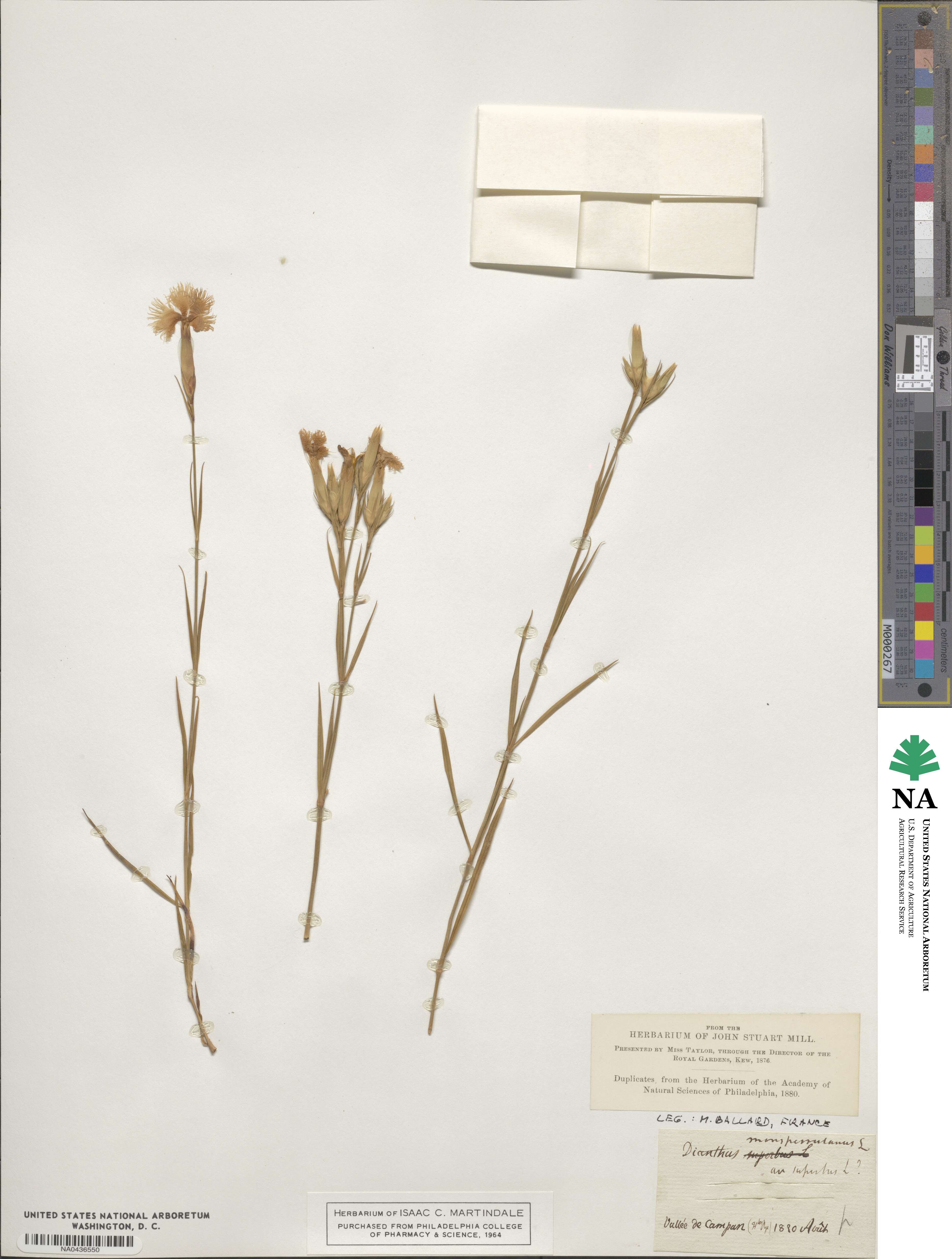 Dianthus hyssopifolius image