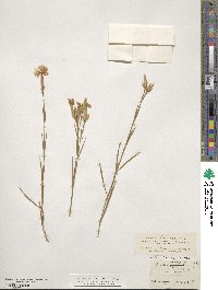 Dianthus hyssopifolius image