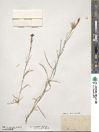 Dianthus hyssopifolius image