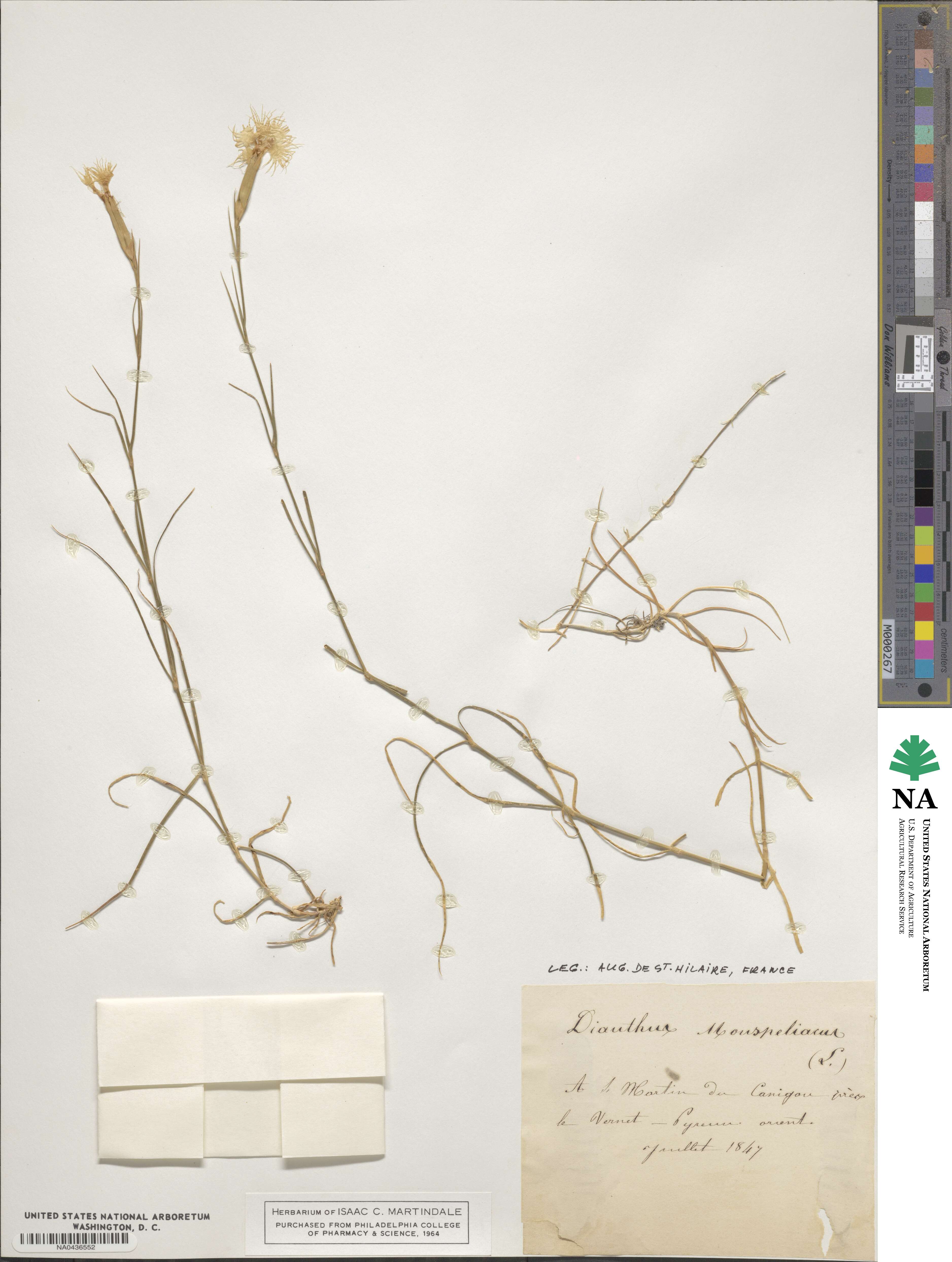 Dianthus hyssopifolius image