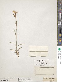 Dianthus hyssopifolius image