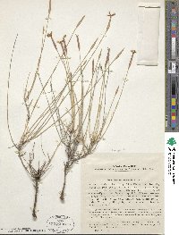 Dianthus orientalis image