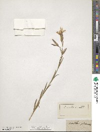 Dianthus plumarius image