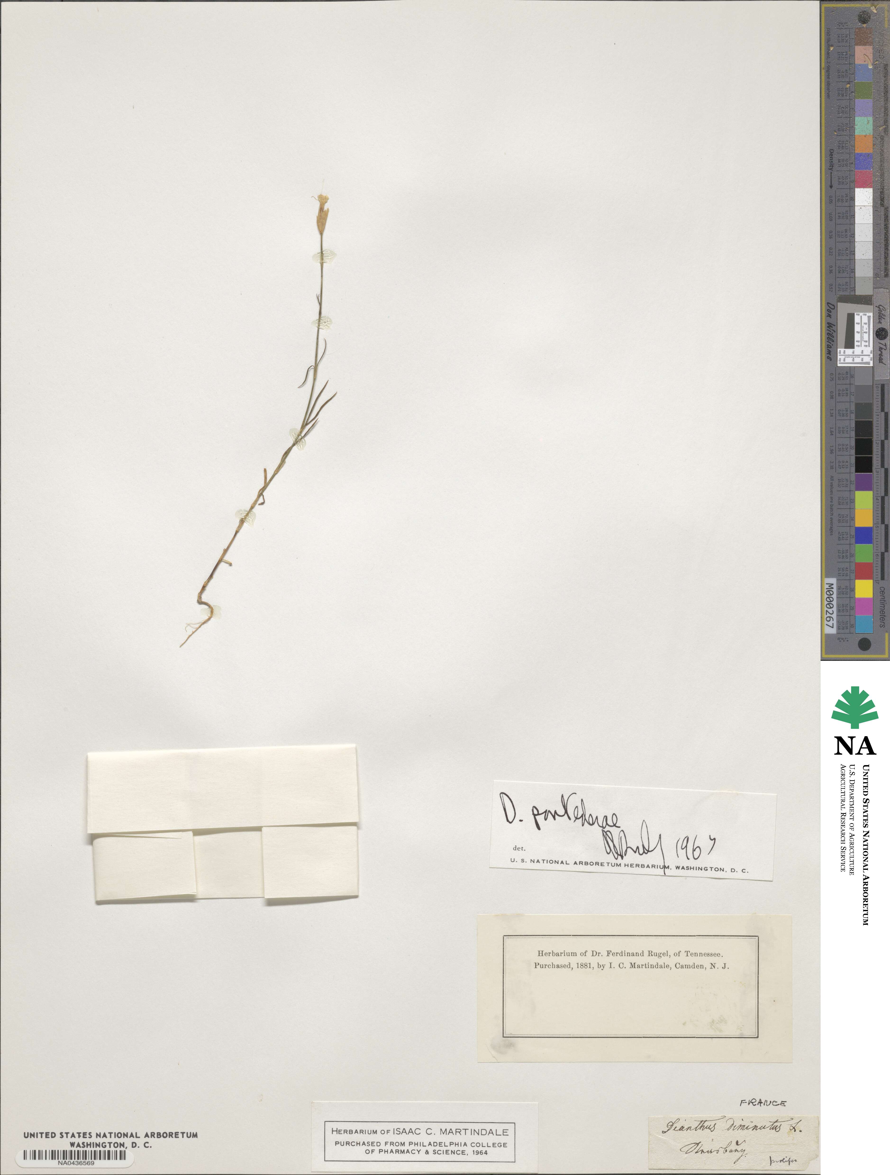 Dianthus pontederae image