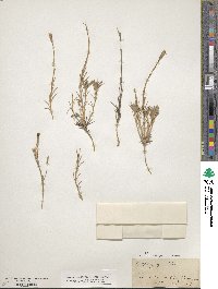 Dianthus pungens image