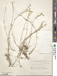 Dianthus serotinus image