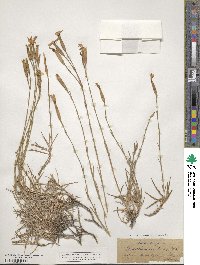 Dianthus serotinus image