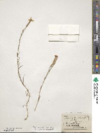 Dianthus serotinus image