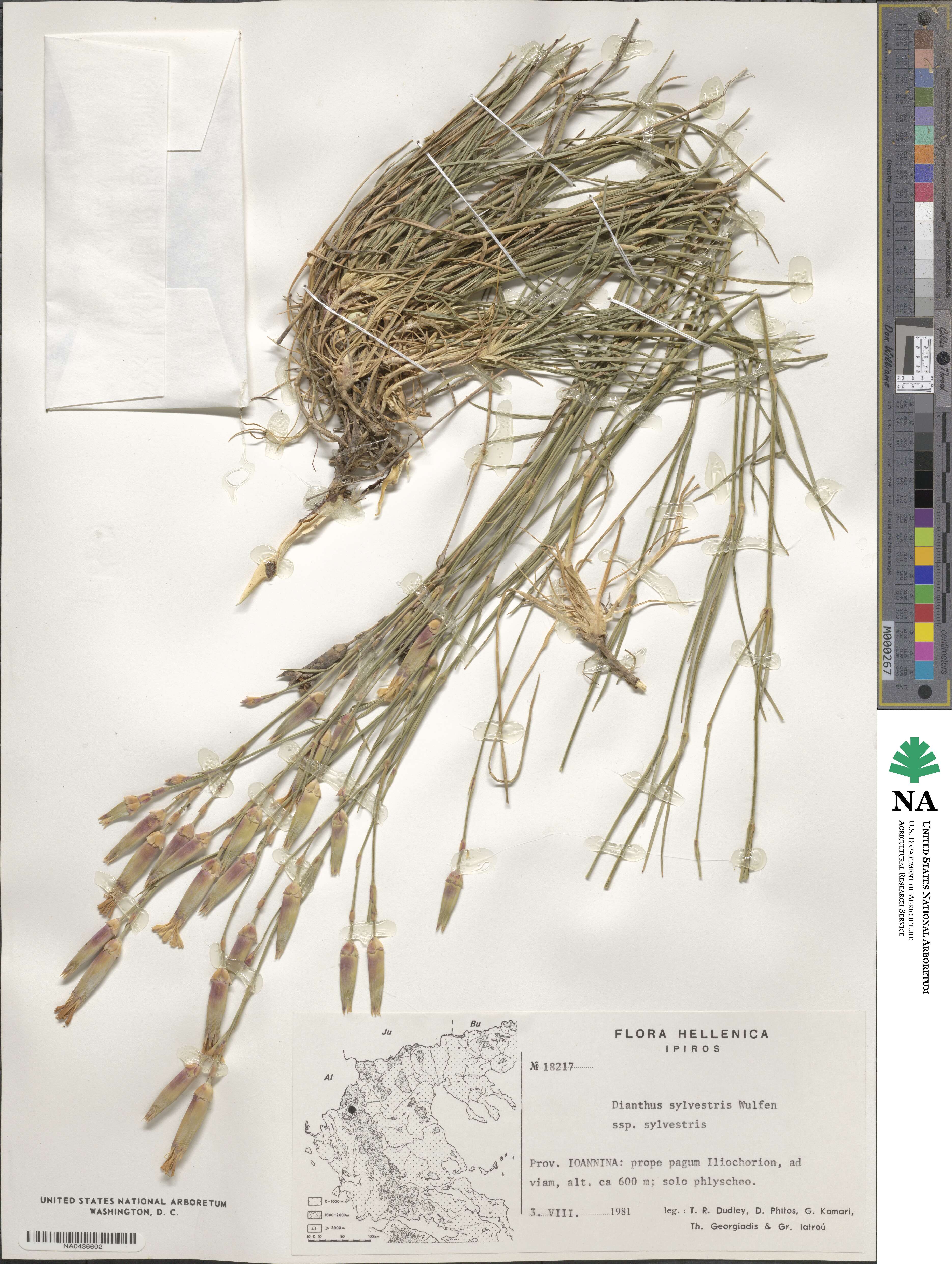Dianthus sylvestris image
