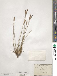 Dianthus sylvestris image