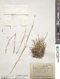 Dianthus sylvestris image