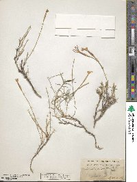 Dianthus orientalis subsp. orientalis image