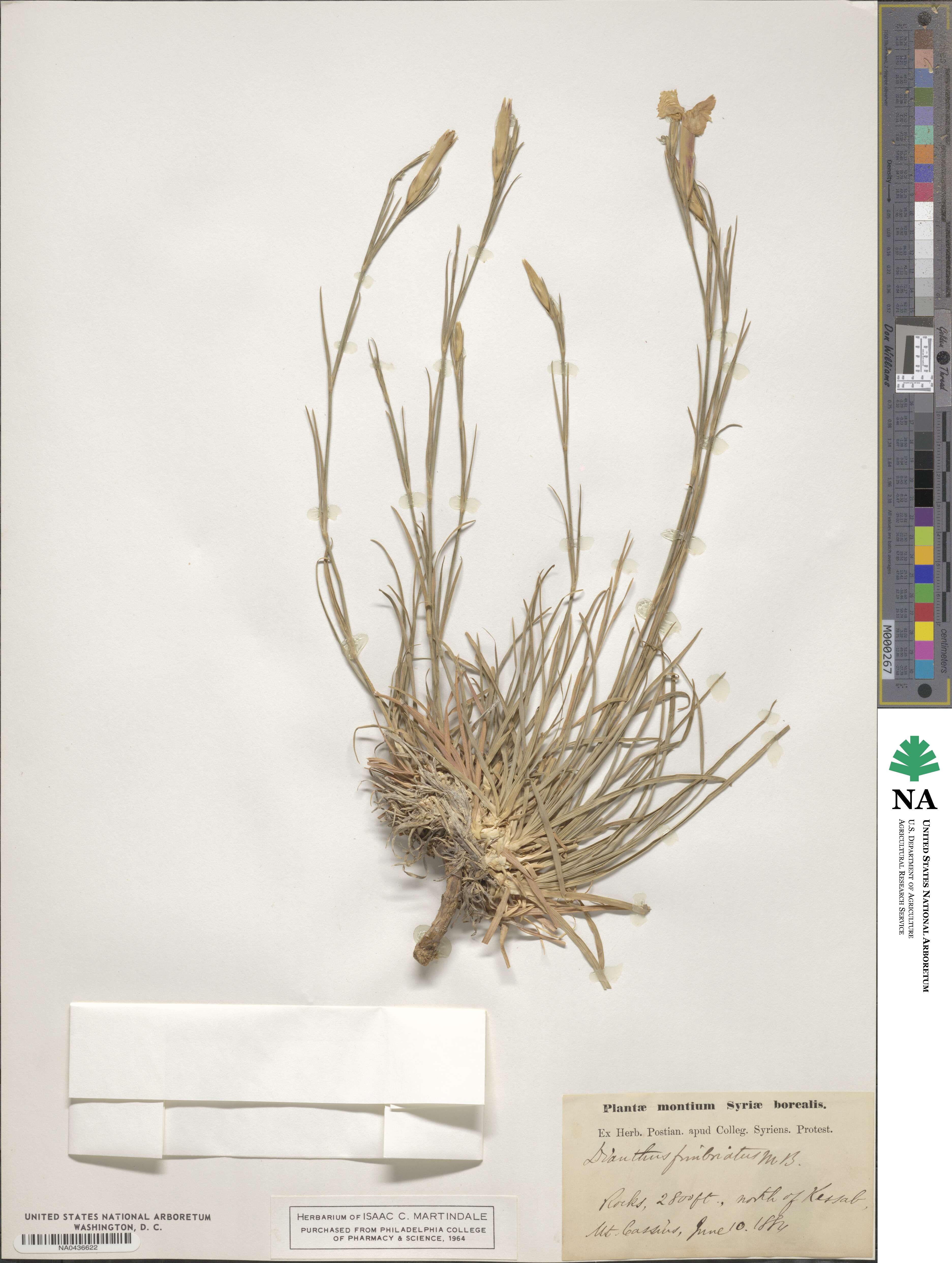 Dianthus orientalis subsp. orientalis image