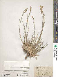 Dianthus orientalis image