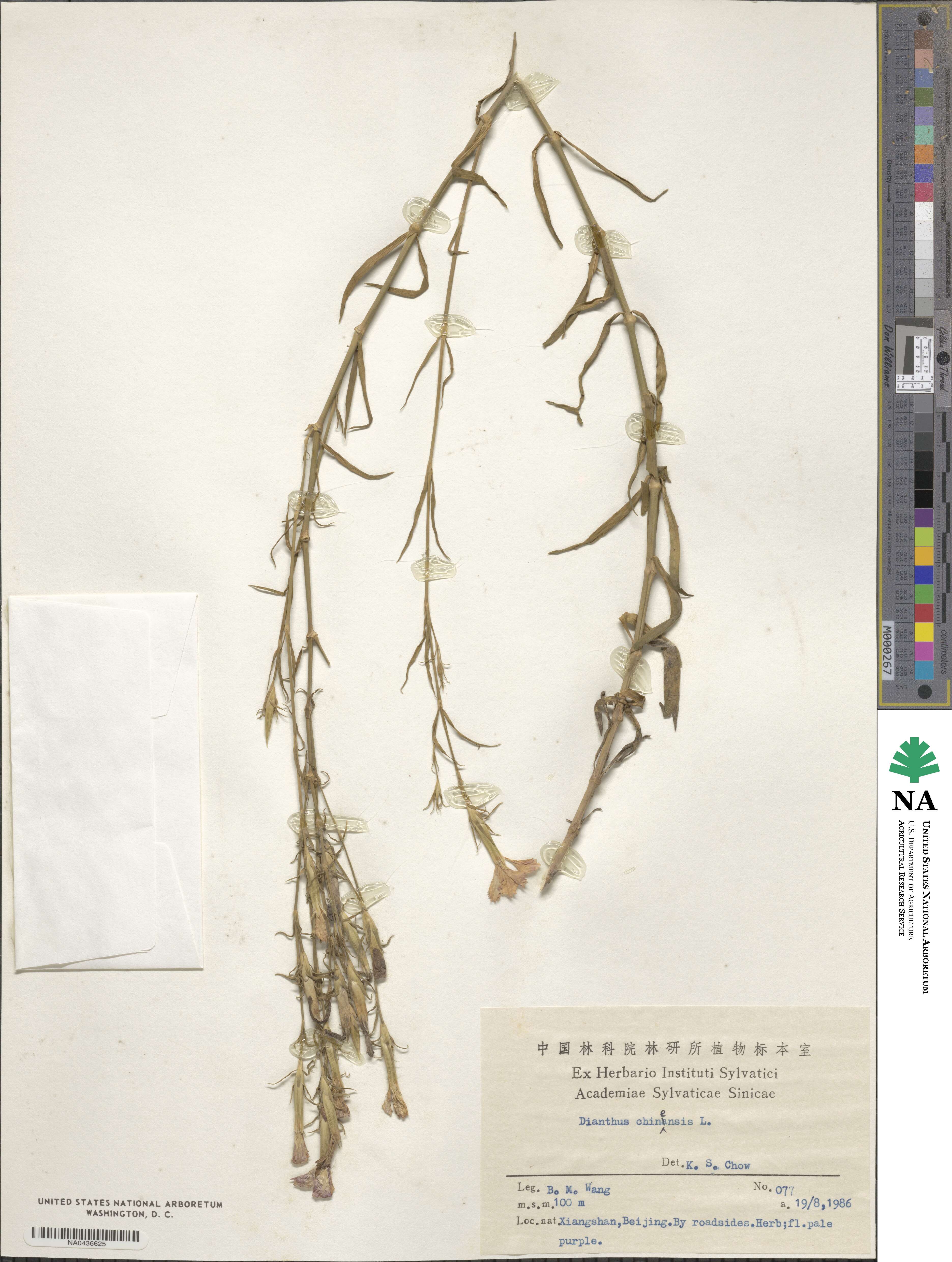 Dianthus chinensis image