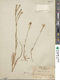 Dianthus longicalyx image