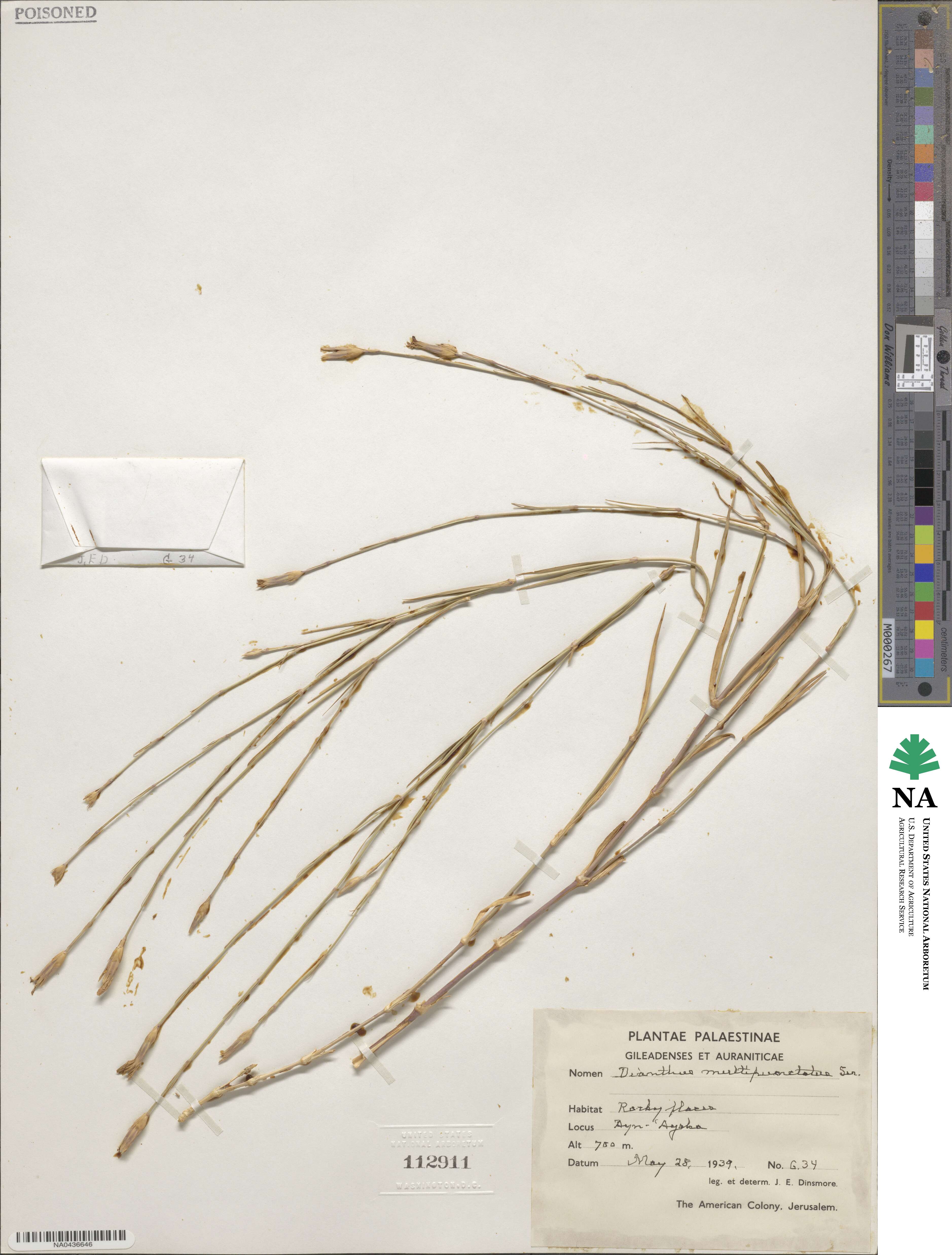 Dianthus strictus subsp. multipunctatus image