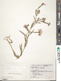 Dianthus superbus image