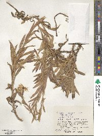 Dianthus superbus image