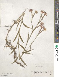 Dianthus longicalyx image