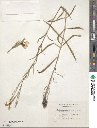 Dianthus longicalyx image