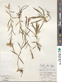 Dianthus superbus subsp. alpestris image