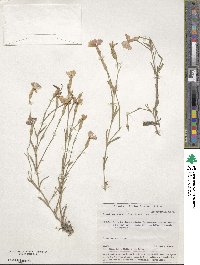 Dianthus chinensis image