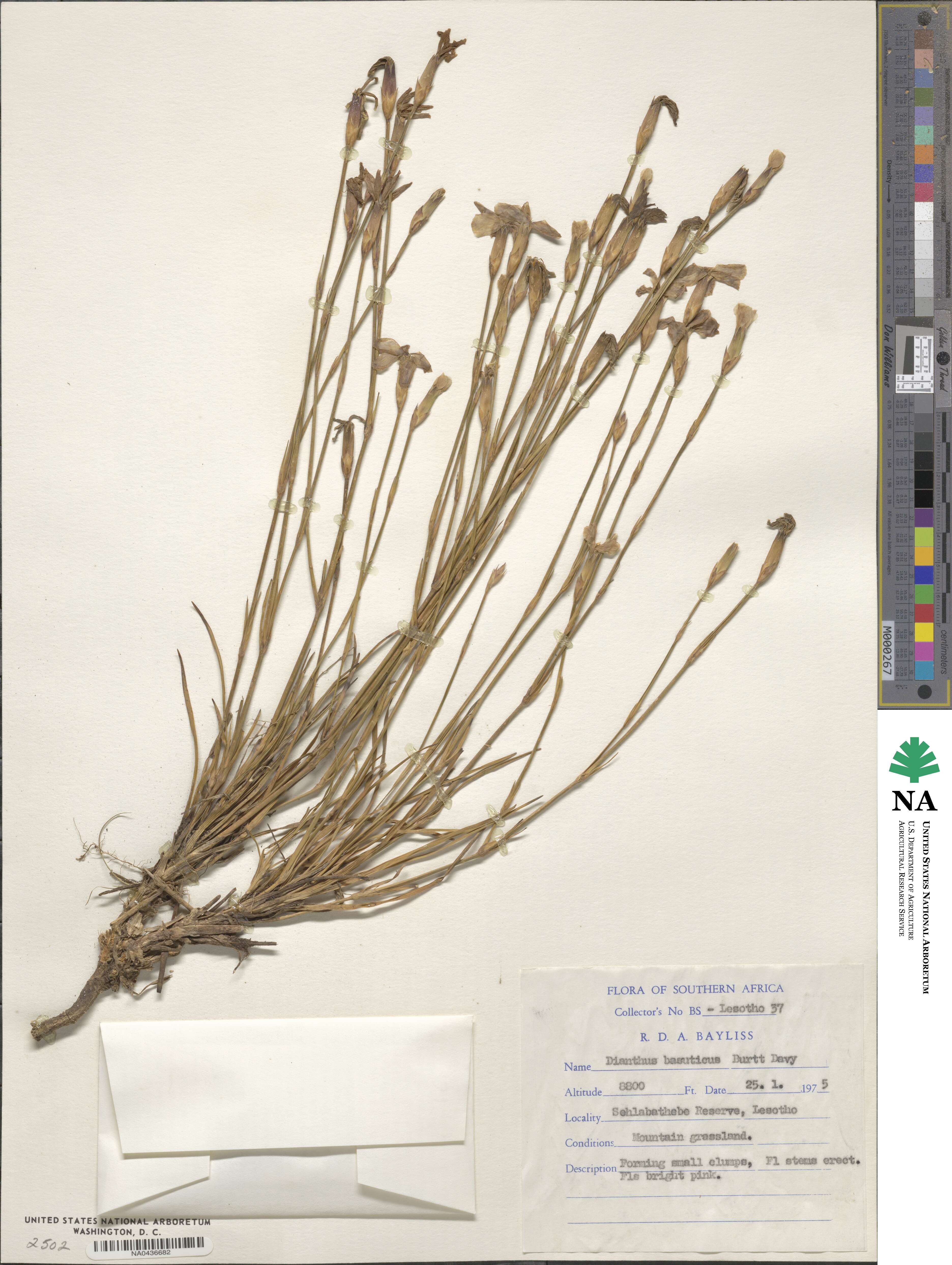 Dianthus basuticus image