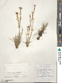 Dianthus basuticus image