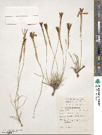 Image of Dianthus caespitosus