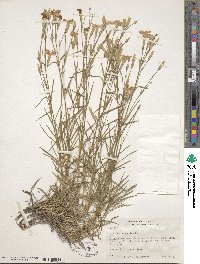 Dianthus arenarius image