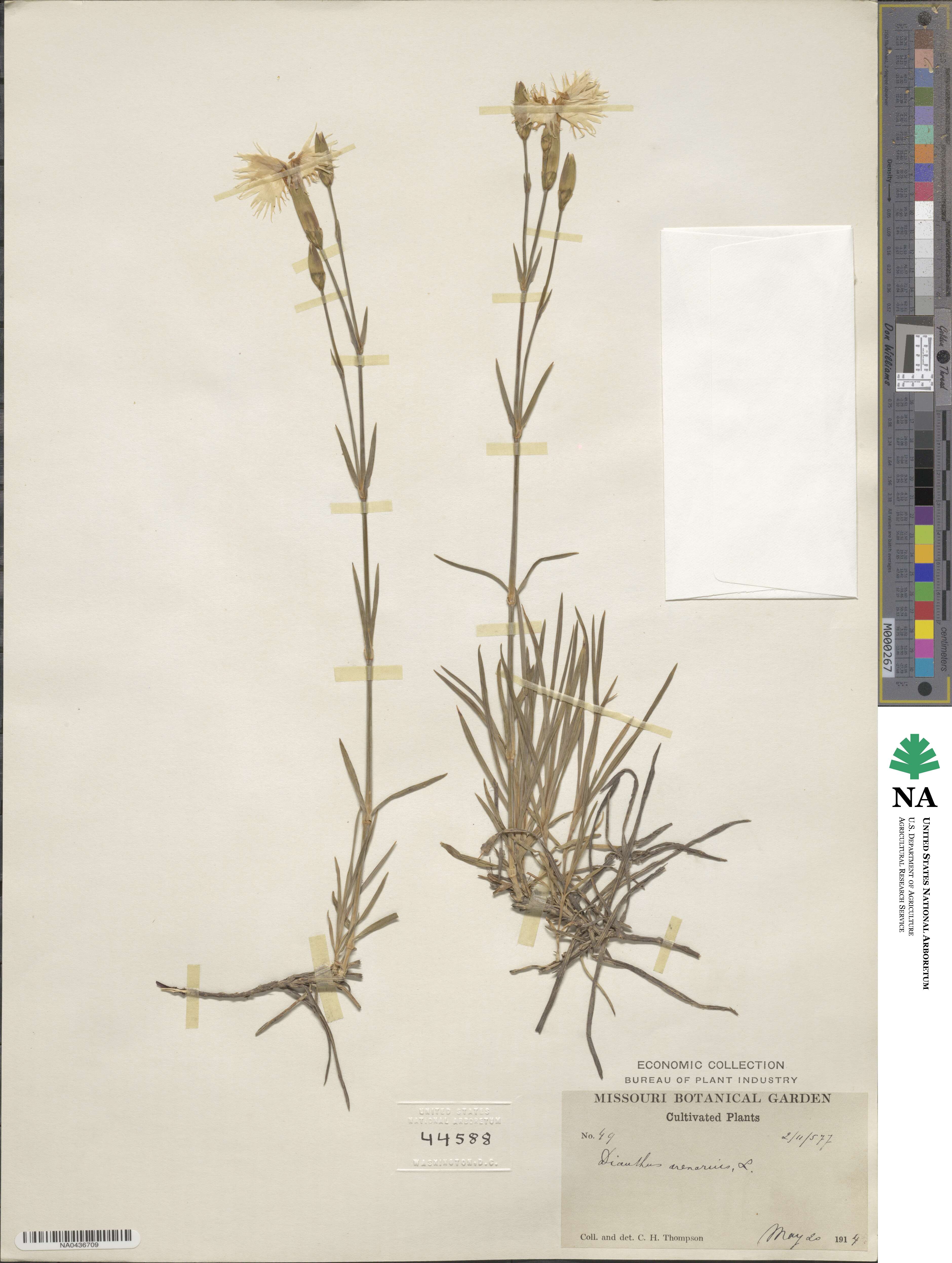 Dianthus arenarius image