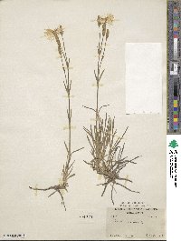 Dianthus arenarius image