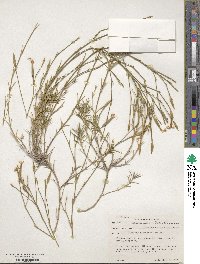 Image of Dianthus attenuatus