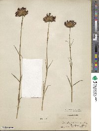 Dianthus atrorubens image