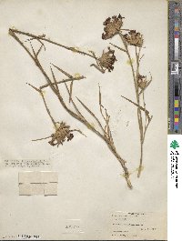 Image of Dianthus balbisii