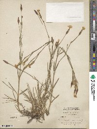 Image of Dianthus banaticus