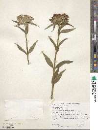 Dianthus barbatus image