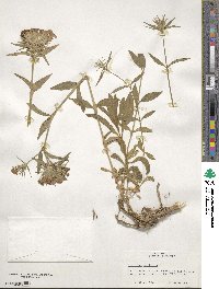 Dianthus barbatus image