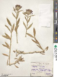 Dianthus barbatus image