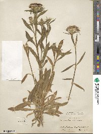 Dianthus barbatus image