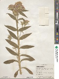 Dianthus barbatus image