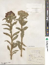 Dianthus barbatus image