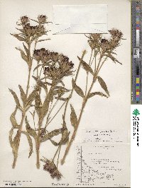 Dianthus barbatus image