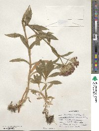 Dianthus barbatus image