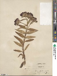 Dianthus barbatus image