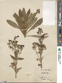 Dianthus barbatus image